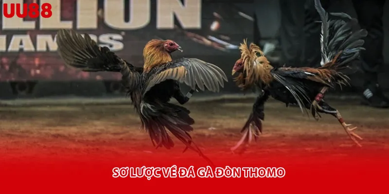 Sơ lược về đá gà đòn Thomo